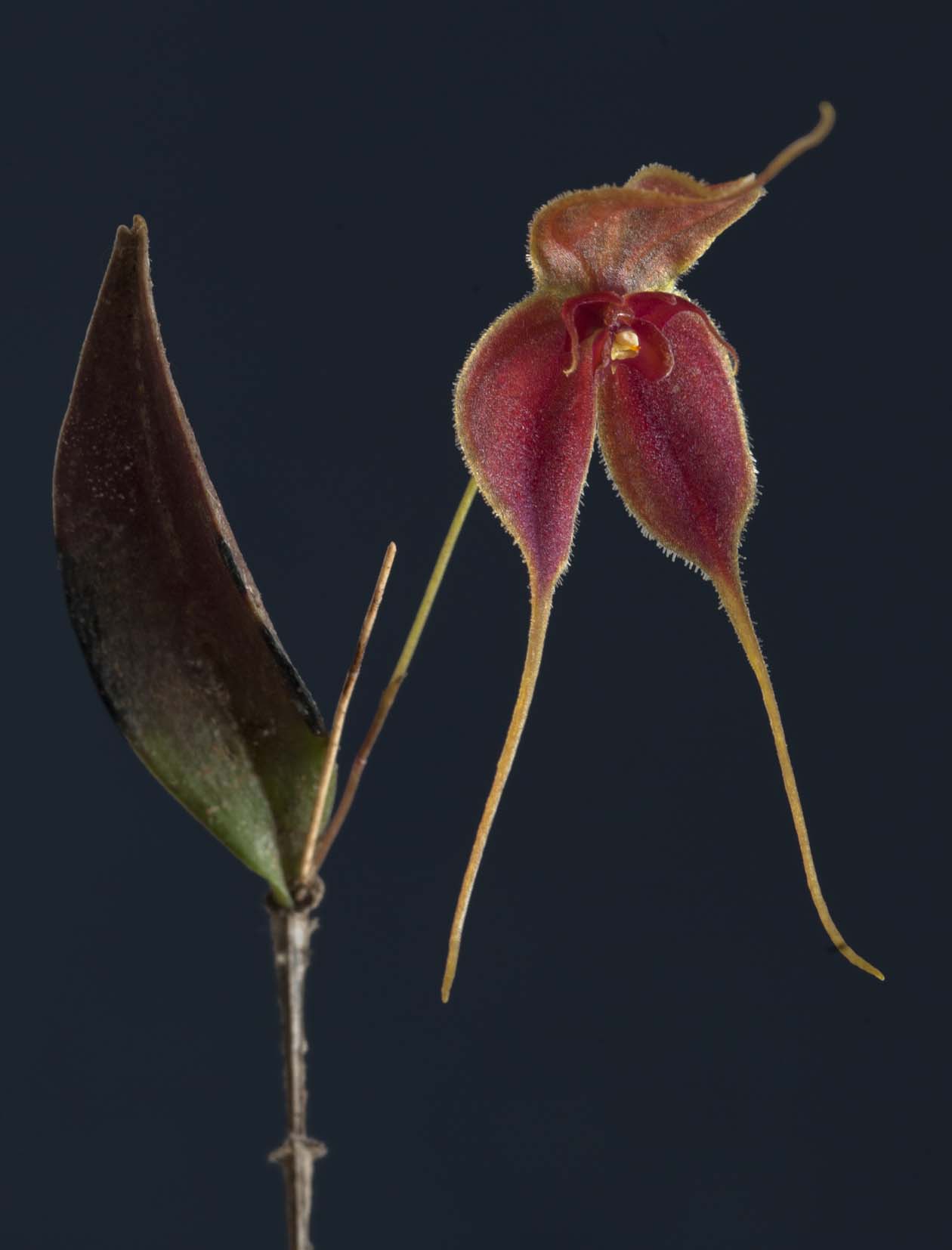 Lepanthes matamorosii 的红色花朵与细长花尾